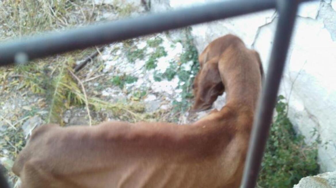 Καβάλα: Συνελήφθη ο υπαίτιος της κακοποίησης έξι σκυλιών